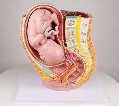 Modelo Embarazo 32 Semanas - L220