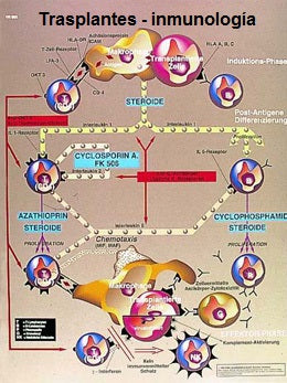 Lámina TRASPLANTES – INMUNOLOGÍA