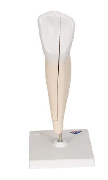 Canino inferior, 2 piezas