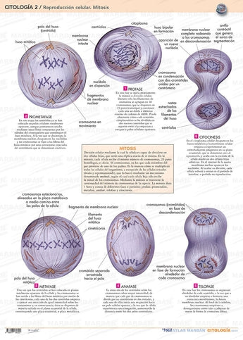 Citología 2 - Lámina Reproducción Celular. Mitosis ISBN: 9788417184322 Marban Libros