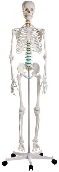 Esqueleto didáctico Oscar ISBN: 2960 Marban Libros