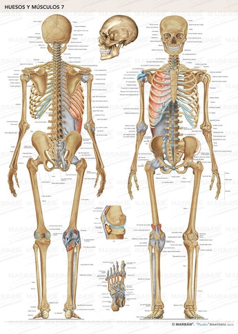 Lámina anatómica huesos esqueleto humano