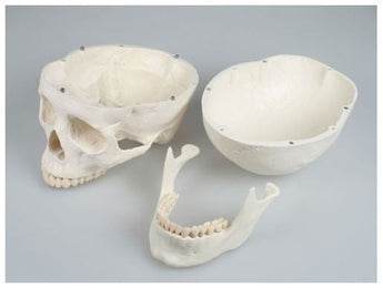 Modelo cráneo 3 partes ISBN: SKU: 4500 Marban Libros