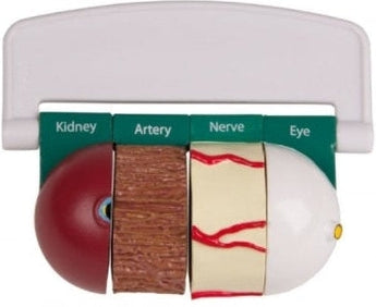 Modelo Diabetes 4 Partes ISBN: SKU:G39 Marban Libros