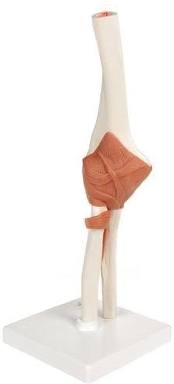 MODELO FUNCIONAL ARTICULACIÓN DEL CODO ISBN: A83 # 1000165 Marban Libros