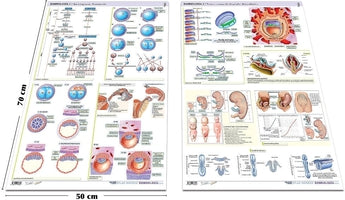 Pack 2 Láminas - Embriología ISBN: PLAM-002 Marban Libros