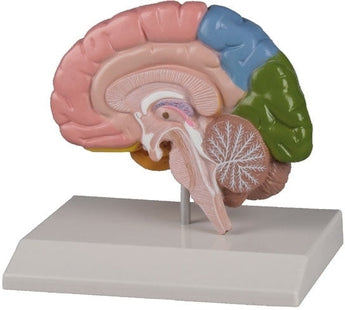 SKU: C221 - MODELO MEDIO CEREBRO ISBN: C221 Marban Libros