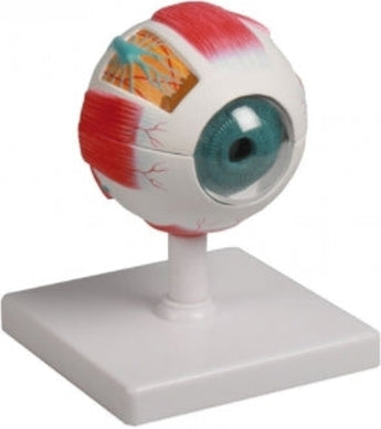 SKU: F210 - MODELO OJO HUMANO ISBN: SKU: F210 Marban Libros