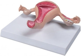 SKU: L261 - MODELO ÚTERO ISBN: SKU: L261 Marban Libros