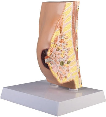 SKU: L280 - MODELO PATOLÓGICO MAMA ISBN: L280 Marban Libros