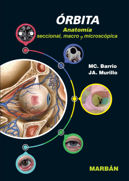 Órbita. Anatomía seccional, macro y microscópica