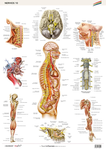 Lámina MARBÁN Nervios 1