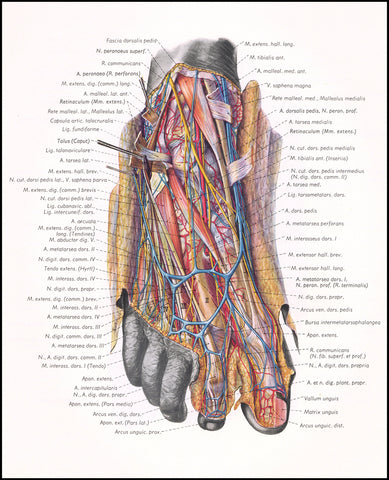 PERNKOPF  Anatomía  2 Vols.