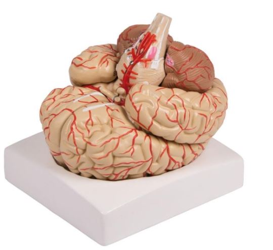 Modelo de Cerebro con arterias. 9 Partes