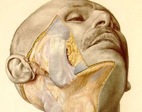 PERNKOPF  Anatomía  2 Vols.