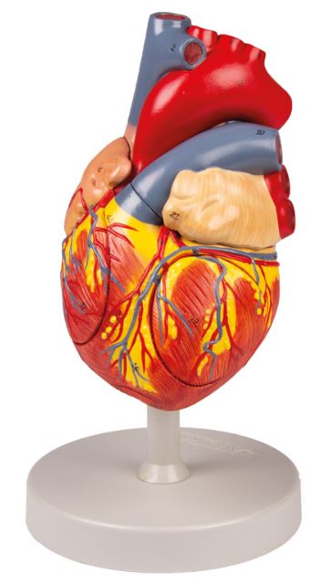Modelo de Corazón al doble del tamaño natural. Desmontable en 4 partes.