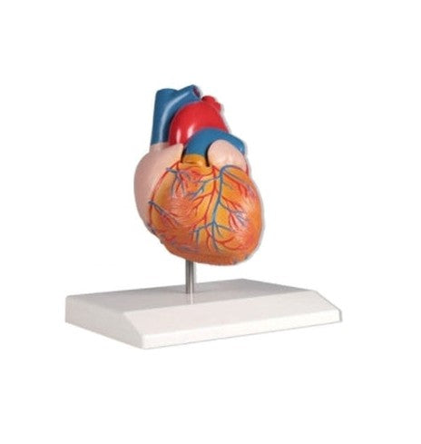 Modelo Corazón - G310