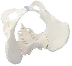 Modelo Pelvis Masculina con Sacro