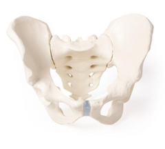 Modelo Pelvis Masculina con Sacro