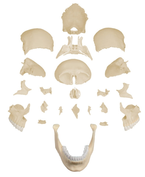 Modelo Cráneo 22 Partes - 4701