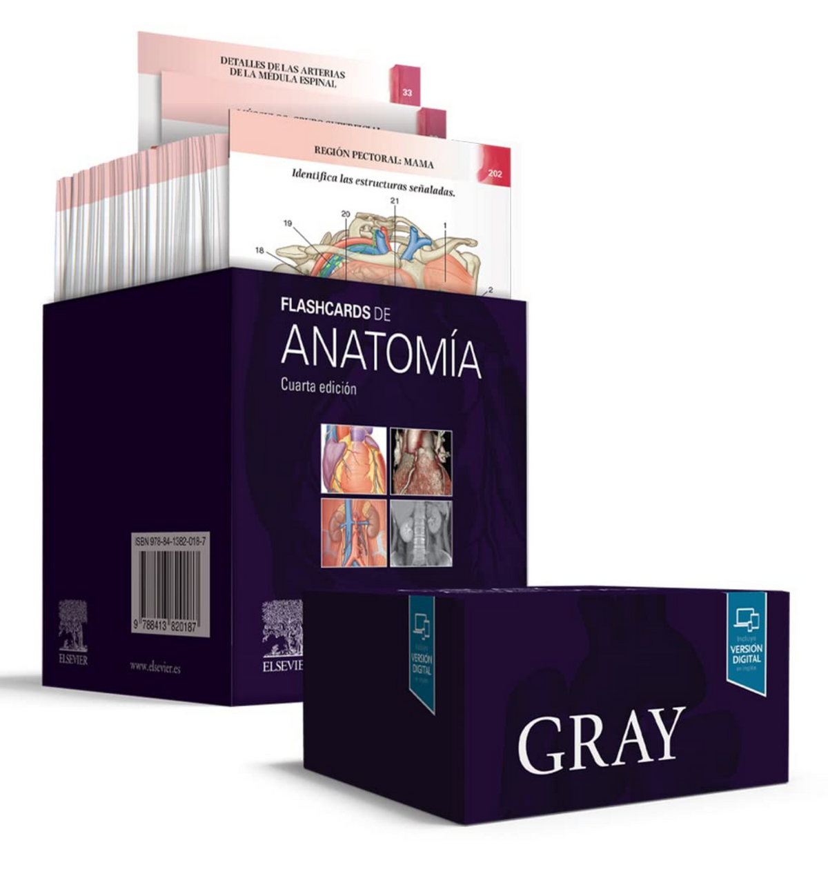 GRAY Flashcards de Anatomía