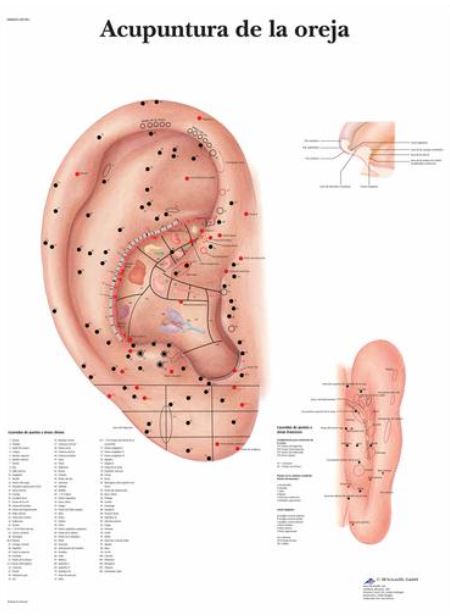 Lámina AURICULOPUNTURA