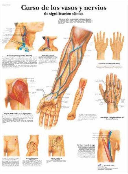 Lámina CURSO DE LOS VASOS Y NERVIOS DE SIGNIFICACIÓN CLÍNICA