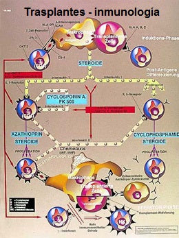 Lámina TRASPLANTES – INMUNOLOGÍA