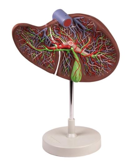 Modelo de Hígado