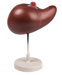 Modelo de Hígado