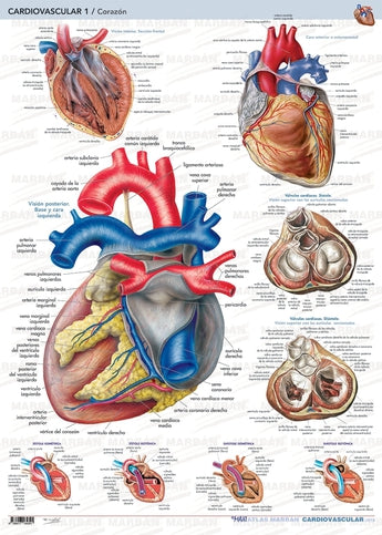 Cardiovascular 1 - Lámina Corazón ISBN: 9788417184391 Marban Libros