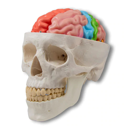 Modelo Cerebro 5 Partes - C922