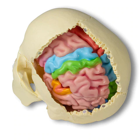 Modelo Cerebro 5 Partes - C922