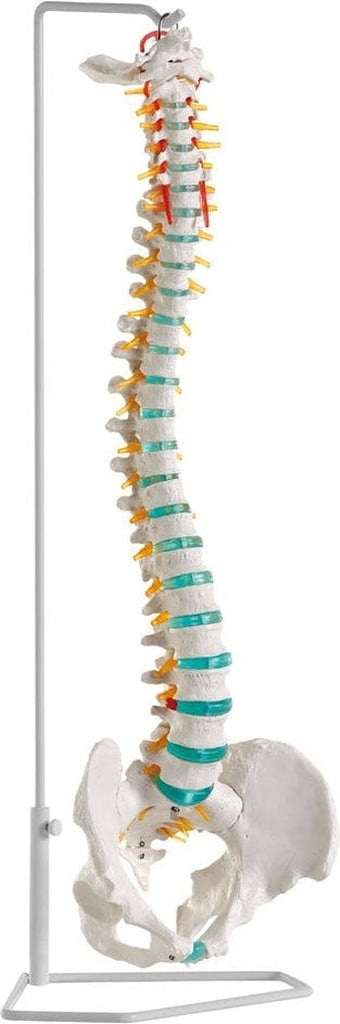 Columna Vertebral Humana Real De Tamaño Real Anatomía Vertebral