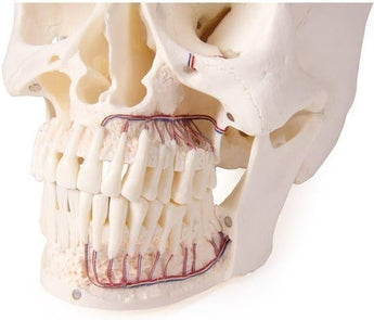 Cráneo para Odontología y Cirugía Maxilofacial ISBN: SKU:4850 Marban Libros