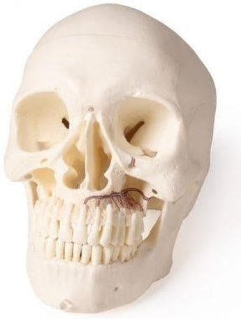 Cráneo para Odontología y Cirugía Maxilofacial ISBN: SKU:4850 Marban Libros