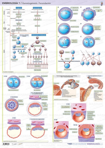 Embriología 1 - Lámina Gametogénesis. Fecundación ISBN: 9788417184339 Marban Libros