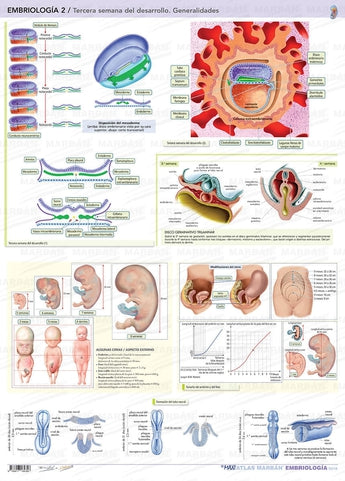 Embriología 2 - Lámina Tercera Semana de Desarrollo ISBN: 9788417184346 Marban Libros
