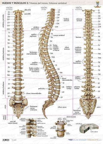 Huesos y Músculos 3 - Lámina Columna vertebral ISBN: 9788417184353 Marban Libros