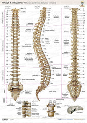 Huesos y Músculos 3 - Lámina Columna vertebral ISBN: 9788417184353 Marban Libros