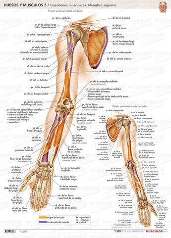 Huesos y Músculos 5 - Lámina Inserciones Musculares Miembro Superior ISBN: 9788417184377 Marban Libros