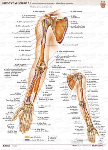 Huesos y Músculos 5 - Lámina Inserciones Musculares Miembro Superior ISBN: 9788417184377 Marban Libros