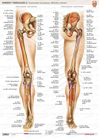 Huesos y Músculos 6 - Lámina Inserciones Musculares Miembro Inferior ISBN: 9788417184384 Marban Libros