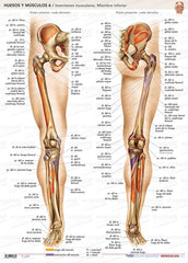 Huesos y Músculos 6 - Lámina Inserciones Musculares Miembro Inferior ISBN: 9788417184384 Marban Libros