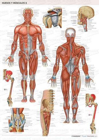 Huesos y Músculos 8 - Lámina Músculos Cuerpo Humano ISBN: 9788417184865 Marban Libros