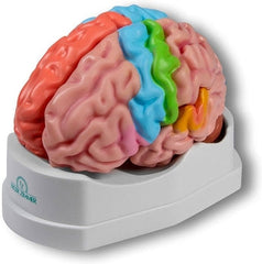 Modelo Cerebro 5 Partes ISBN: C922 Marban Libros