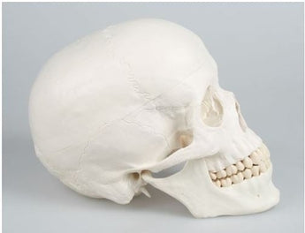 Modelo cráneo 3 partes ISBN: SKU: 4500 Marban Libros