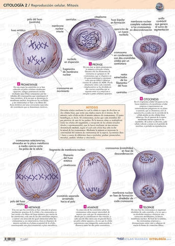 Pack 2 Láminas - Citología ISBN: PLAM-003 Marban Libros