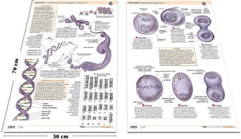 Pack 2 Láminas - Citología ISBN: PLAM-003 Marban Libros