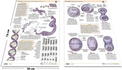 Pack 2 Láminas - Citología ISBN: PLAM-003 Marban Libros